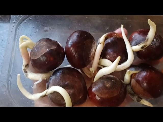 How To Grow *Germinate* Horse Chestnut Conker Seed Step by Step guide AMAZING RESULT.