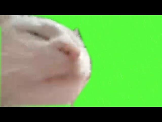 Vibing cat green screen