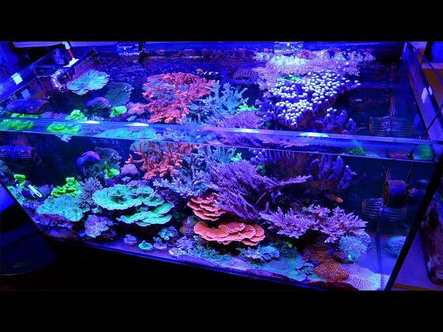 Evan's Jungle of Stony Corals