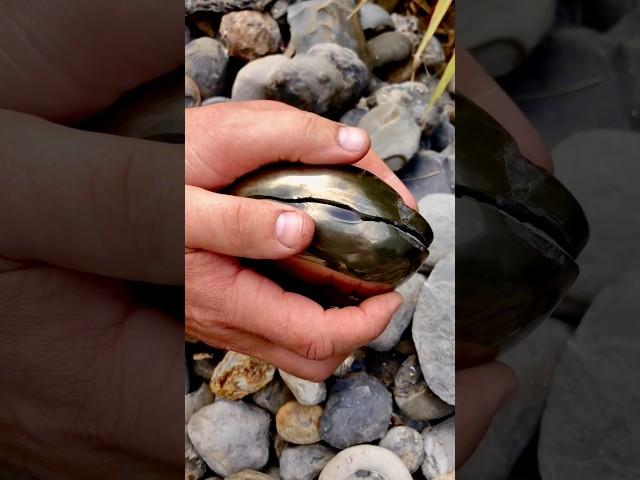 We found this hidden within a huge boulder and excavated it! ️ Inside this Jurassic rock  🪨