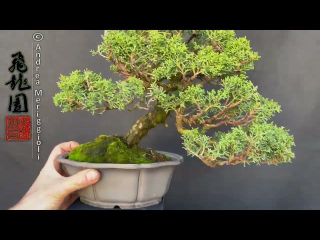 Juniperus kishu 24-270