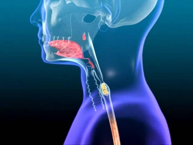 Swallowing and Digestion of Food