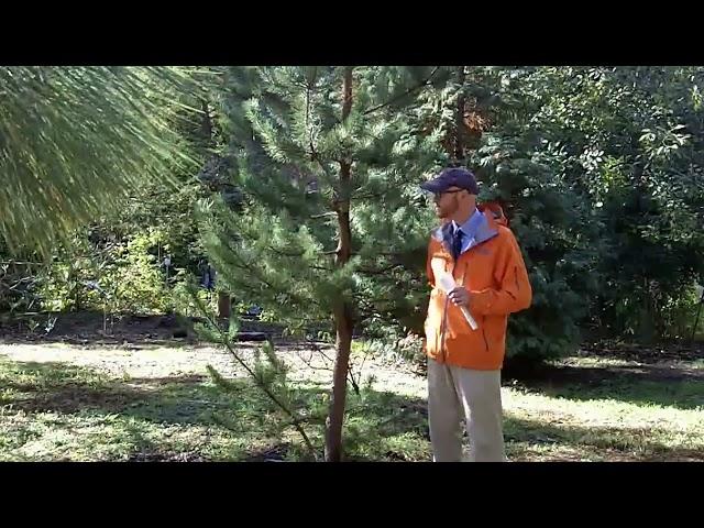 Shore pine (Pinus contorta) - Plant Identification