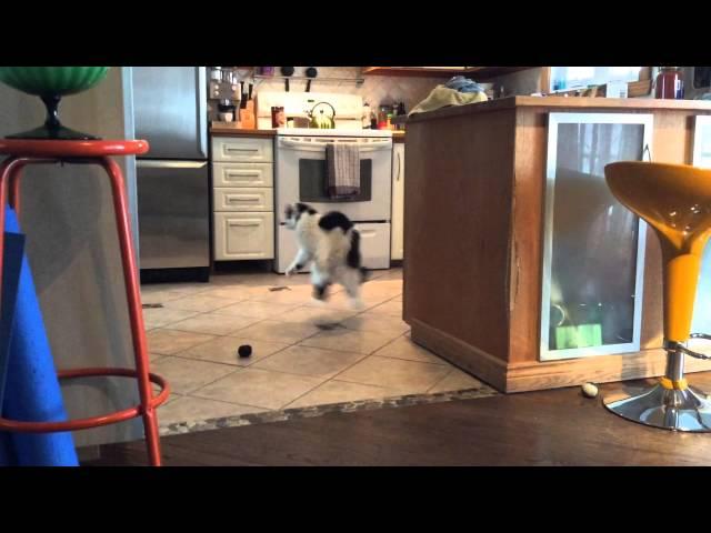 The Oreo Cat: You should be dancing!