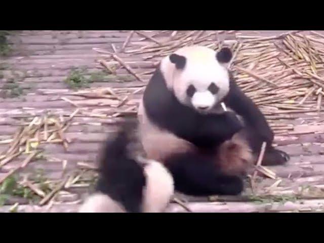 Cute alert! Panda cub throws tantrum after being ignored by mom