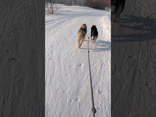 Хаски . Ездовой спорт . Скиджоринг