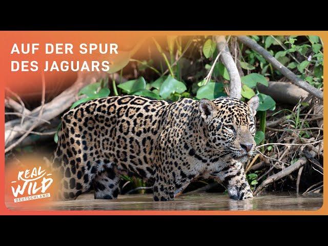 Jaguar: Eines der seltensten Raubtiere der Welt | Real Wild Deutschland