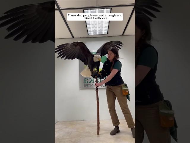 These kind people rescued an eagle and raised it with love #animalshorts #shortvideo