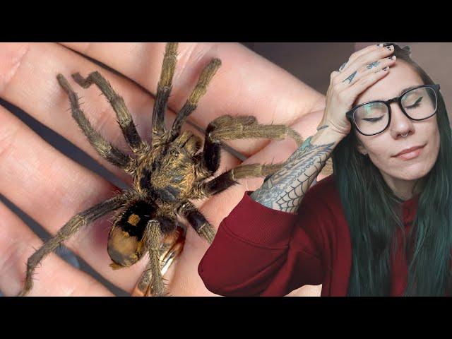 WHAT is he DOING? Br33ding Failure.. Speckle Pumpkin Patch Tarantula - H vangoghi