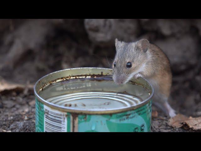 Ещё одна зарисовка с мышами / Another sketch with mice