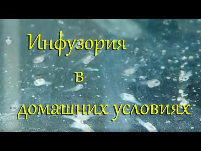 Инфузория легко и быстро: разведение, способы забора, очистки, фильтрации и переноса на корм малькам