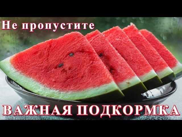 Важная подкормка для арбузов и дынь