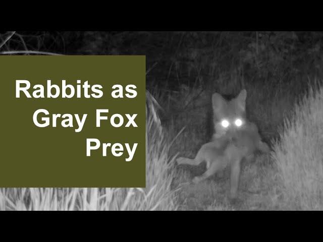 Trail Camera | Rabbit As Prey [2/2023]