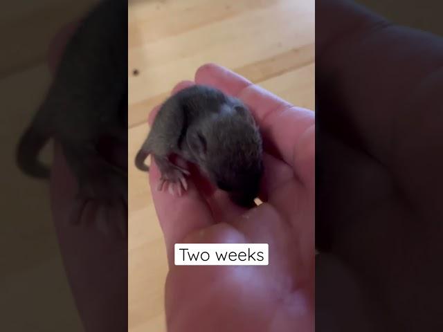 Watch my baby mice grow up!