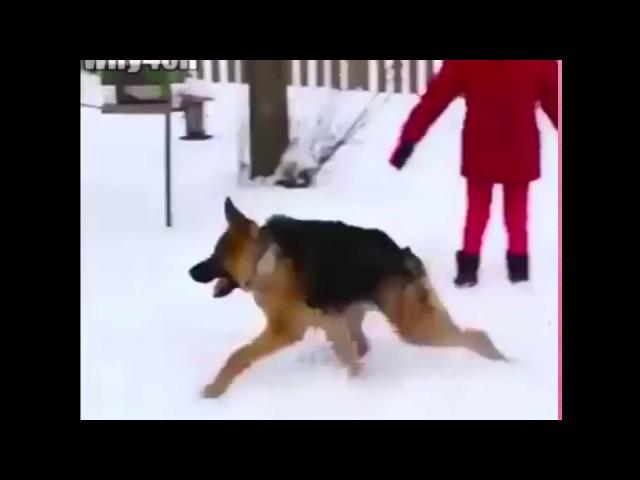 Собака без хвоста