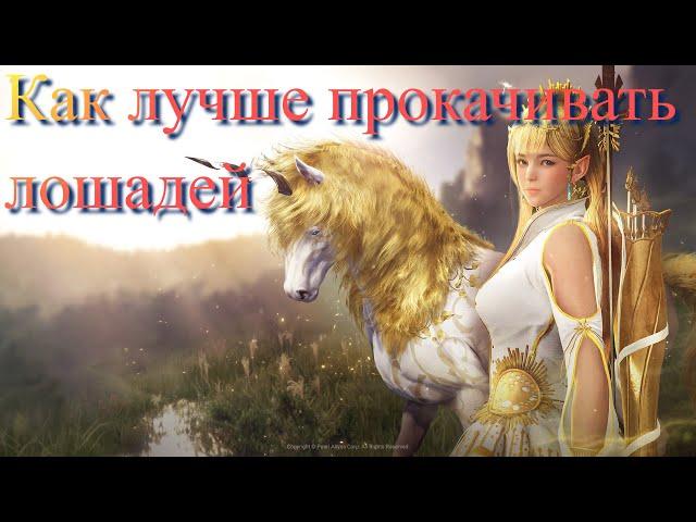 Black Desert / BD: Как лучше прокачивать лошадей