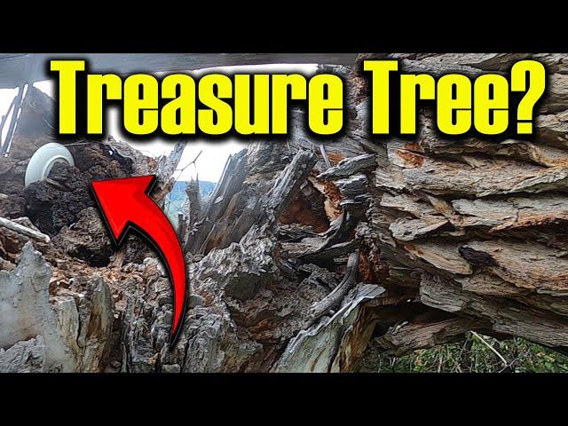 Treasure in the Tree!  Metal detecting old homesteads.  Ep 315 #metaldetecting  #treasure #history