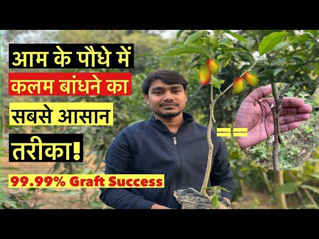 आम के पौधा में कलम बांधने का सबसे आसान तरीका! #mangotreegrafting #contactgrafting #indiannurserytips