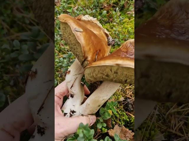 Picking some incredible Wild Mushrooms in the Forest!