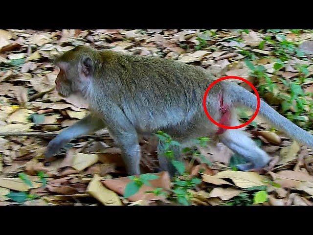 Jane monkey deserved it that she tried related other males not limited m@ting.
