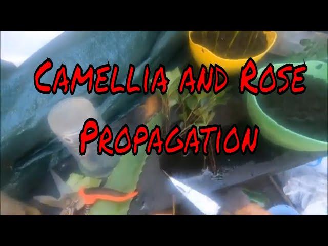 Propagating My Camellias And Roses