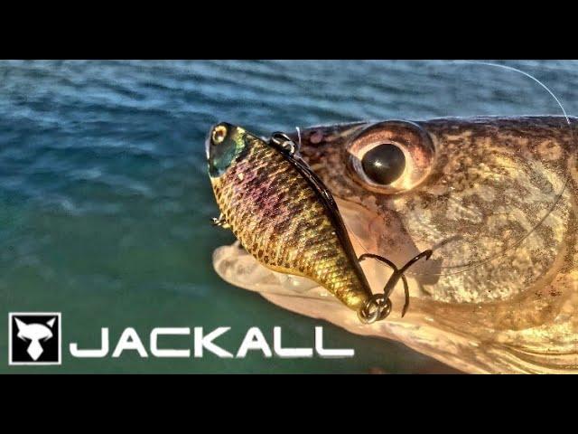 TN 60 from Jackall Lures