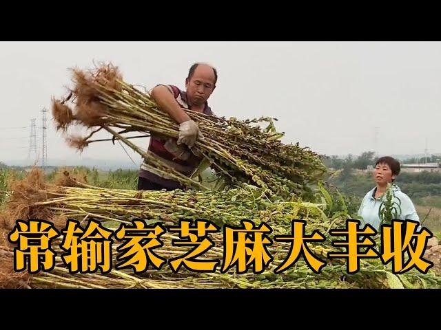 Often losers have a bumper harvest of sesame seeds, and the couple are beaming