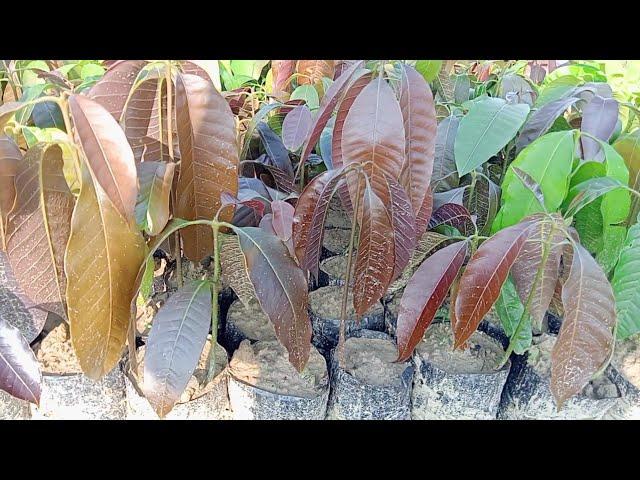 New Mango Grafting technique | Stone Grafting Mango Tree | mango grafting