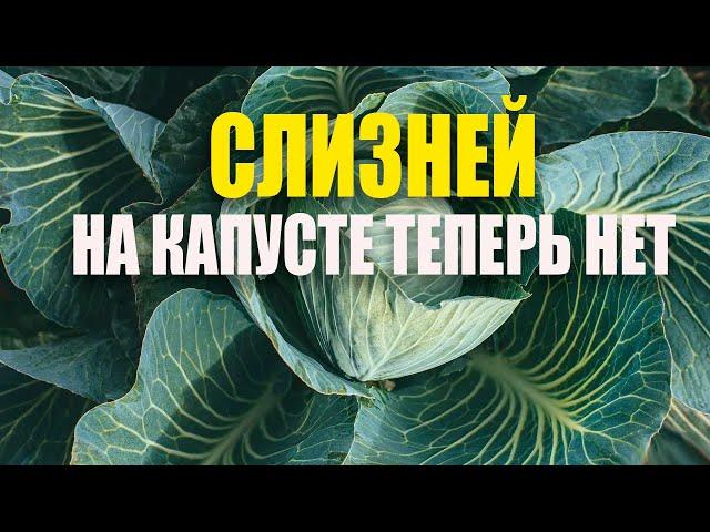 Борьба со слизнями на капусте. У нас больше нет этой проблемы