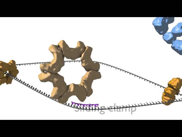 DNA Replication