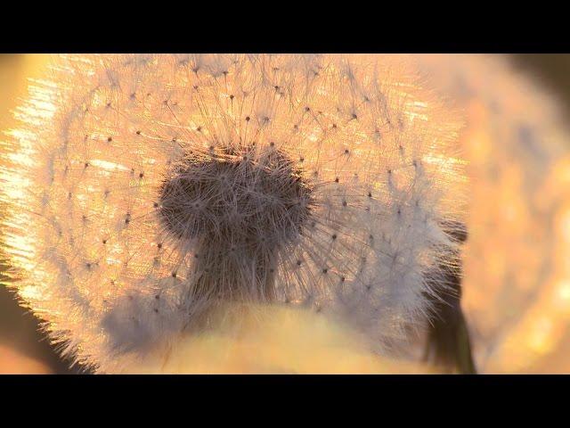 Time lapse Dandelion from flowers to seeds HD