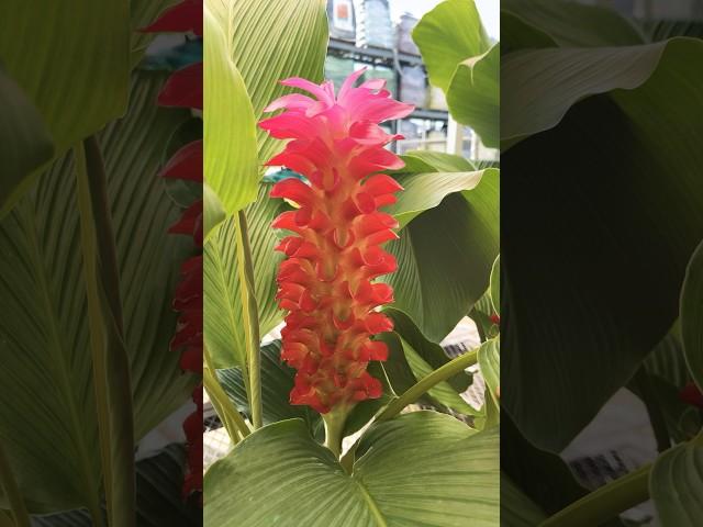 Orange Torch ginger Tropical very beautiful 