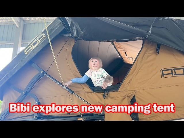 Bibi was curious and explored the new tent installed on the car!