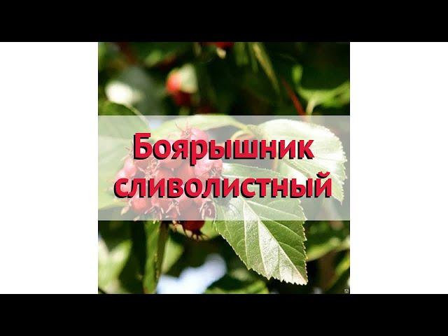 Боярышник сливолистный  Обзор: посадка и уход. крупномеры боярышника : описание и особенности