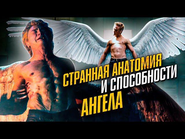 Странная анатомия и способности Ангела