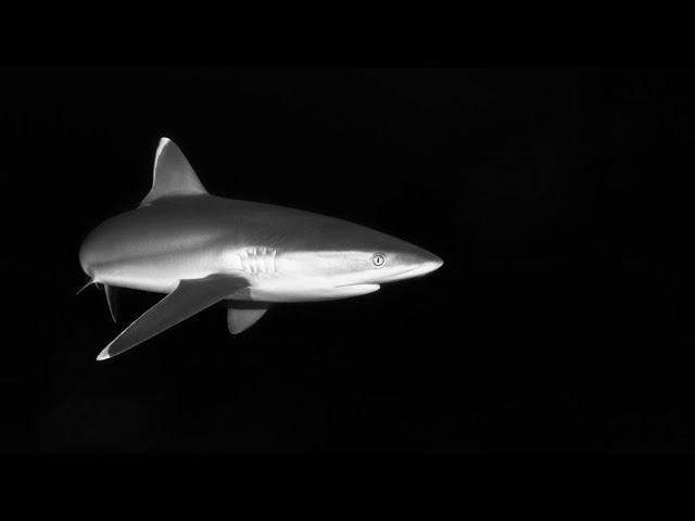 Акулы. Самая опасная рыба. Документальный фильм дикая природа NAT GEO WILD BBC