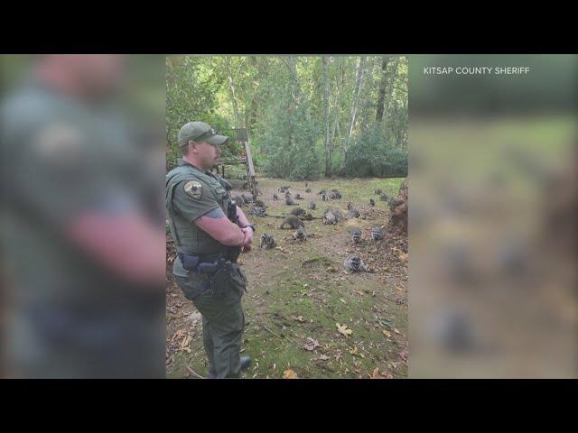 Washington homeowner overrun with nearly 100 raccoons