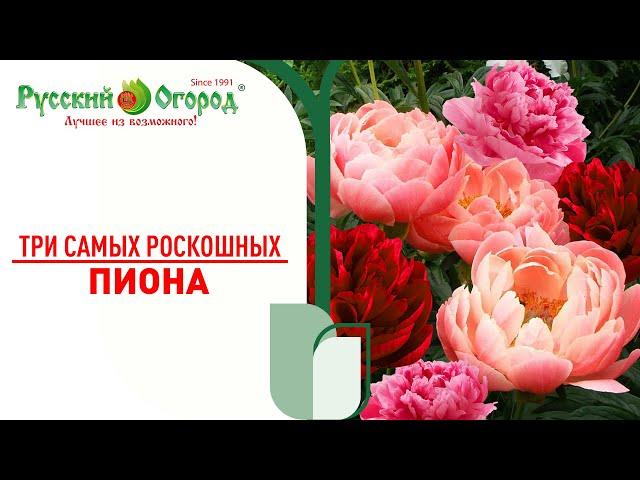 #ПИОН - обзор самых редких, коллекционных сортов. Самые ранние #сорта - самое ранее #цветение.