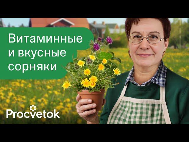 САМАЯ ПОЛЕЗНАЯ ЕДА, КОТОРАЯ САМА РАСТЕТ ПОД НОГАМИ! Съедобные дикоросы с уникальными свойствами