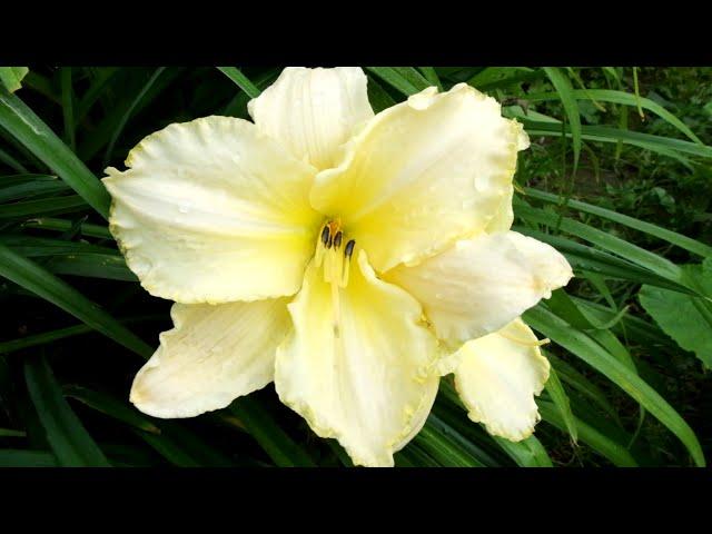 Лилейник «Арктик Сноу» (Hemerocallis Arctic Snow)