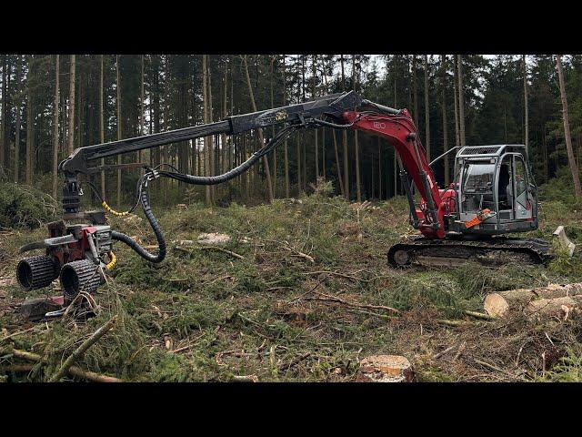 Borkenkäfer Kahlschlag mit Neuson 12002 und Logmax 5000