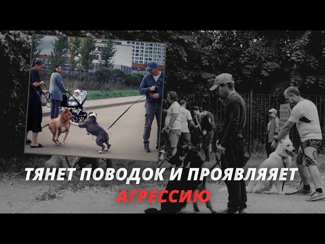 Амстафф проявляет агрессию к другим собакам. Как исправить?