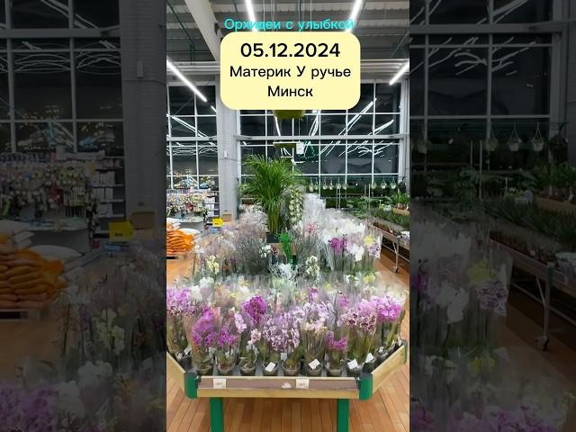 Привоз орхидей Минск #orchidcare #цветы #орхидеипересадка #орхидеи #orchid #орхидеицветут