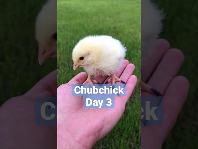 NFT Chicken - Chubchick. Day 3