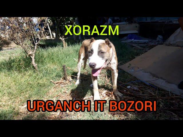 XORAZM  URGANCH IT BOZORI