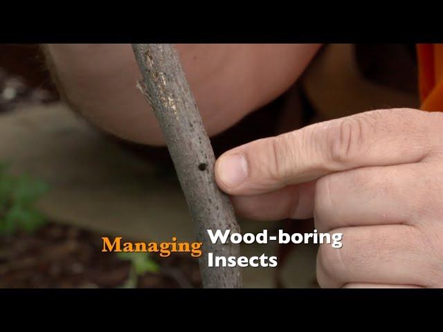 Managing Wood-Boring Insects