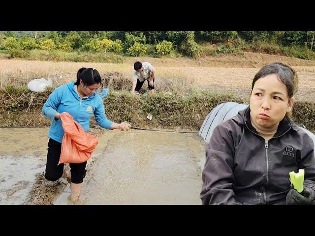 The greediest and laziest mother-in-law on earth. The couple sowed summer rice