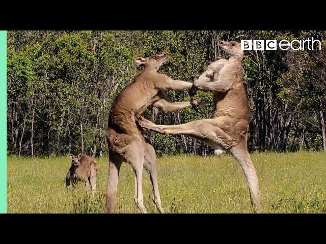 Kangaroo Boxing Fight | Life Story | BBC Earth