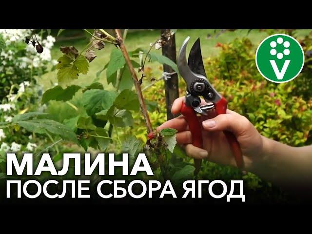 МАЛИНА ПОСЛЕ СБОРА УРОЖАЯ: сделайте это обязательно!