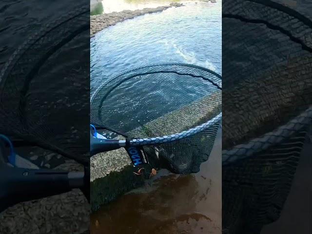 Crazy Strike When I Least Expect It!!!! #fishing #fishingdaily #bassfishing #fish #spottedbass